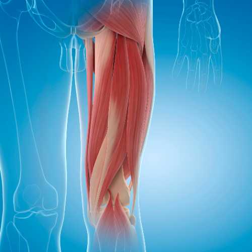 Graph showing muscle loss with age